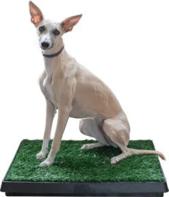 Adori Trainingsmat Gras - Hondentoilet - 50x63 Cm Multi-Color -Dog Supplies 1034x1200 1