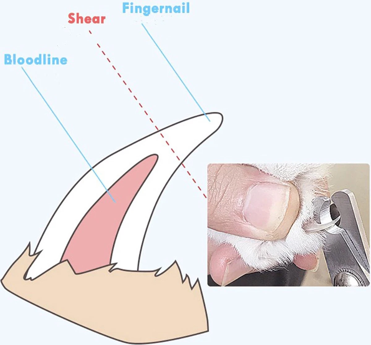 Merkloos Nagelschaar - Nagelschaartje - Nagelknipper - Geschikt Voor Hond Kat Konijn Cavia Vogel - Blauw Wit 2 Merkloos Nagelschaar - Nagelschaartje - Nagelknipper - Geschikt Voor Hond Kat Konijn Cavia Vogel - Blauw Wit - Afbeelding 2