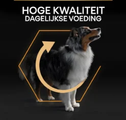 Pro Plan Medium Adult Everyay Nutrition - Honden Droogvoer - Kip - 14 Kg -Dog Supplies 1200x1147 8