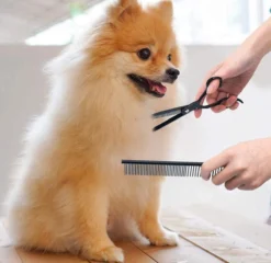 Petsify - Professionele 8-delige Huisdier Knipset - Effileerschaar Hond - Kam Hond - Schaar Hond - Katten Kam - Hondenschaar - Trimschaar Voor Honden - Kapperset - Zwart -Dog Supplies 1200x1166 1