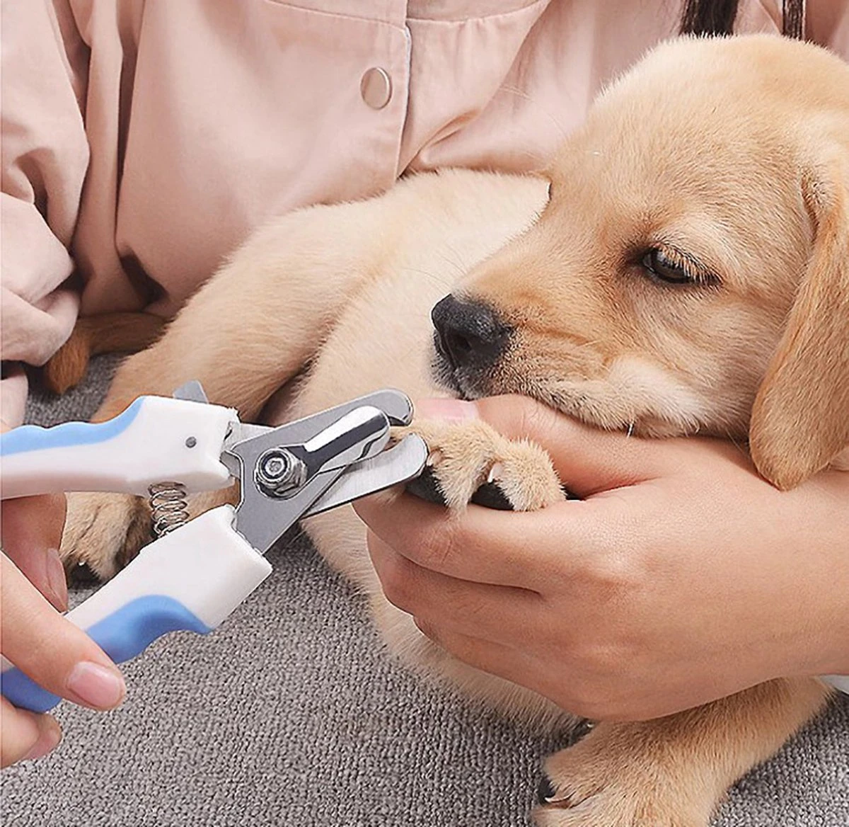 Merkloos Nagelschaar - Nagelschaartje - Nagelknipper - Geschikt Voor Hond Kat Konijn Cavia Vogel - Blauw Wit 1 Merkloos Nagelschaar - Nagelschaartje - Nagelknipper - Geschikt Voor Hond Kat Konijn Cavia Vogel - Blauw Wit