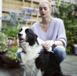 Merkloos HondenFöhn En Borstel - RVS Borstel - Huisdieren - 2 In 1 Hondenföhn -Dog Supplies 1200x1190 6