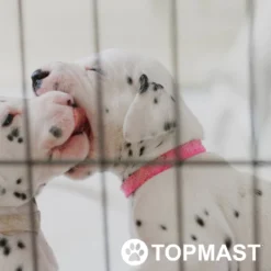 Topmast Puppyren Uitvouwbaar - Zwart - 560 Cm Omtrek - 60 Cm Hoog - Opvouwbaar XL - Hondenren 7 Topmast Puppyren Uitvouwbaar - Zwart - 560 Cm Omtrek - 60 Cm Hoog - Opvouwbaar XL - Hondenren -Dog Supplies 1200x1200 1048