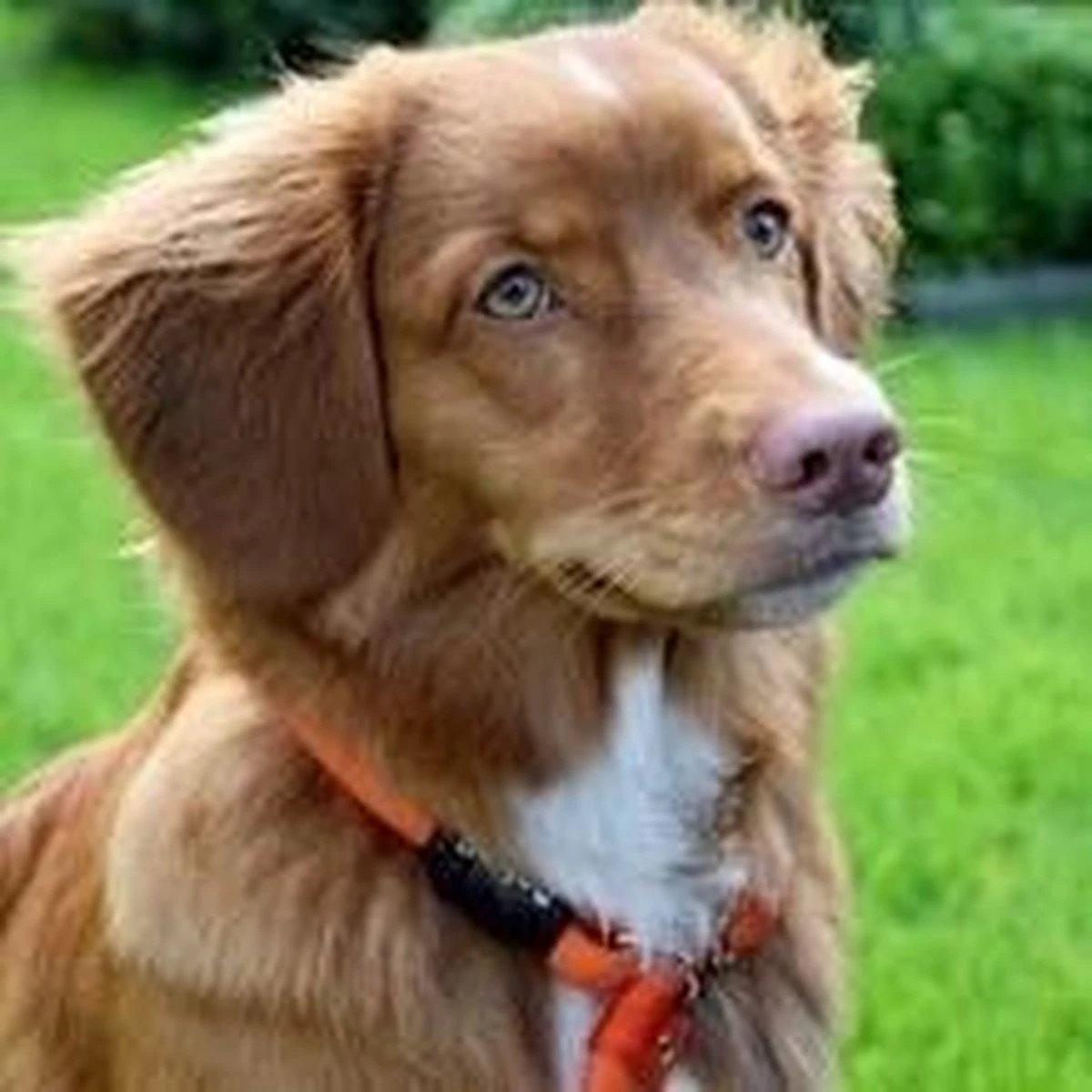 Rebel Petz - Honden Trainingslijn Met Halsband - Taupe, Zwart, Groen & Oranje - Maat Small Of Large - Kleur: Oranje, Maat: Large 6 Rebel Petz - Honden Trainingslijn Met Halsband - Taupe, Zwart, Groen & Oranje - Maat Small Of Large - Kleur: Oranje, Maat: Large - Afbeelding 6