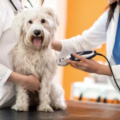 Nobleza Dieren Tondeuse Set - 4 Opzetkammen - Draadloos - Voor Huisdieren Katten & Honden -Dog Supplies 1200x1200 20