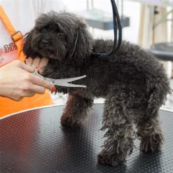 Merkloos Premium Gebogen Trimschaar Honden - Huisdier Trimmen - Hoofd, Poten Ogen & Oren - Kat & Hond Knippen - Veilige Schaar 10 Merkloos Premium Gebogen Trimschaar Honden - Huisdier Trimmen - Hoofd, Poten Ogen & Oren - Kat & Hond Knippen - Veilige Schaar -Dog Supplies 1200x1200 3