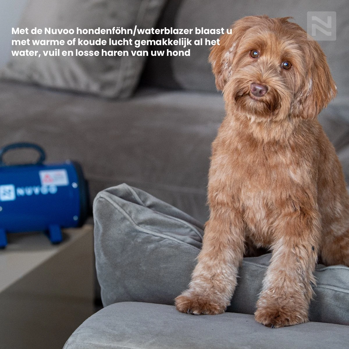 Nuvoo Professionele Hondenföhn / Waterblazer / Hondenborstel Met 3 Opzetstukken - Verstelbare Vermogen Tot 2200W - Warme / Koude Stand - Blauw 9 Nuvoo Professionele Hondenföhn / Waterblazer / Hondenborstel Met 3 Opzetstukken - Verstelbare Vermogen Tot 2200W - Warme / Koude Stand - Blauw - Afbeelding 9