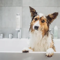 Greenfields Vacht Verzorging Set Voor Honden Shampoo, Conditioner & Droogshampoo -Dog Supplies 1200x1200 399
