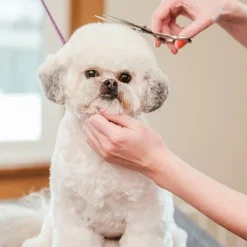 Merkloos Premium Gebogen Trimschaar Honden - Huisdier Trimmen - Hoofd, Poten Ogen & Oren - Kat & Hond Knippen - Veilige Schaar 11 Merkloos Premium Gebogen Trimschaar Honden - Huisdier Trimmen - Hoofd, Poten Ogen & Oren - Kat & Hond Knippen - Veilige Schaar -Dog Supplies 1200x1200 4