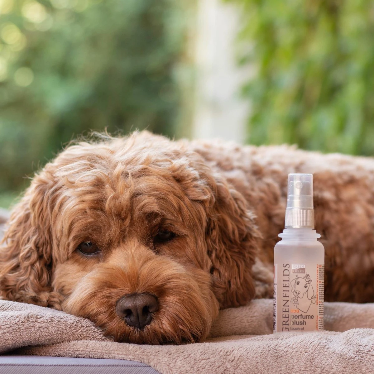 Hondenparfum Spray In 4 Geuren - Greenfields - Alchoholvrije En PH Neutrale Formule Tegen Onaangename Geurtjes - 50ml - Wild 6 Hondenparfum Spray In 4 Geuren - Greenfields - Alchoholvrije En PH Neutrale Formule Tegen Onaangename Geurtjes - 50ml - Wild - Afbeelding 6