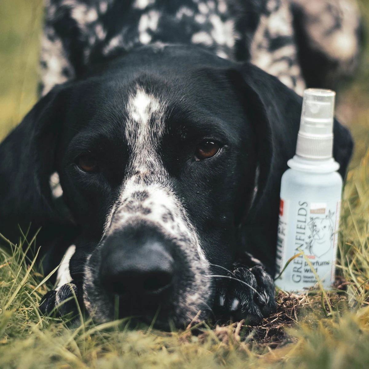 Hondenparfum Spray In 4 Geuren - Greenfields - Alchoholvrije En PH Neutrale Formule Tegen Onaangename Geurtjes - 50ml - Wild 10 Hondenparfum Spray In 4 Geuren - Greenfields - Alchoholvrije En PH Neutrale Formule Tegen Onaangename Geurtjes - 50ml - Wild - Afbeelding 10