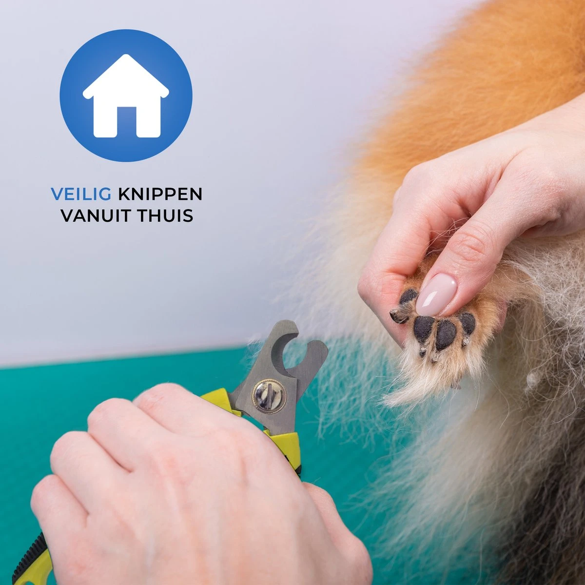 Professionele Nagelschaar - Dieren Nagelschaar - Honden Nagelknipper - Hondennagels - Honden Knip Schaar - Honden Knipschaar - Nageltang - Katten Schaar - Katten Nagelknipper - Met Veiligheidsstop En Nagelvijl - Poot Verzorging 2 Professionele Nagelschaar - Dieren Nagelschaar - Honden Nagelknipper - Hondennagels - Honden Knip Schaar - Honden Knipschaar - Nageltang - Katten Schaar - Katten Nagelknipper - Met Veiligheidsstop En Nagelvijl - Poot Verzorging - Afbeelding 2
