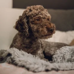 Fluffy Blanket - Pluche Hondendeken - 120 X 100 CM - Grijs - Voor De Auto Of Bank - Fleece 10 Fluffy Blanket - Pluche Hondendeken - 120 X 100 CM - Grijs - Voor De Auto Of Bank - Fleece -Dog Supplies 1200x1200 765