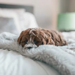 Fluffy Blanket - Pluche Hondendeken - 120 X 100 CM - Grijs - Voor De Auto Of Bank - Fleece 11 Fluffy Blanket - Pluche Hondendeken - 120 X 100 CM - Grijs - Voor De Auto Of Bank - Fleece -Dog Supplies 1200x1200 766