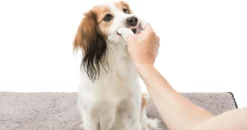 Trixie Verzorgingsvinger - 50 Stuks -Dog Supplies 1200x630 3