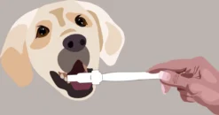 Aedogz Tandsteen Verwijder Spons Hond & Kat - Verwijdert Tandsteen, Aanslag En Vlekken - Verfrist De Adem Voorkomt Tandvleesproblemen. -Dog Supplies 1200x632