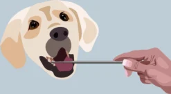 AE Dogz Tandsteenverwijderaar/Tandenkrabber -Dog Supplies 1200x663 3