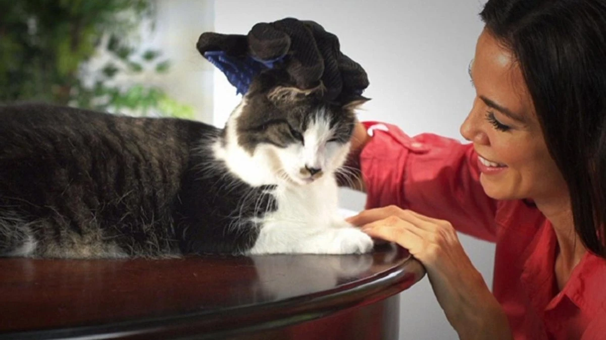 Vacht Verzorgingsborstel Voor Huisdieren - Blauw - LimitedDeals - Voor Honden Katten Konijnen Paarden - Tevens Massage Handschoen Voor Dieren! - Goed Voor De Verzorging Van De Vacht 8 Vacht Verzorgingsborstel Voor Huisdieren - Blauw - LimitedDeals - Voor Honden Katten Konijnen Paarden - Tevens Massage Handschoen Voor Dieren! - Goed Voor De Verzorging Van De Vacht - Afbeelding 8