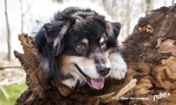 Prins Procare Protection Sterilised 15 Kg 28 Prins Procare Protection Sterilised 15 Kg -Dog Supplies 1200x720 1