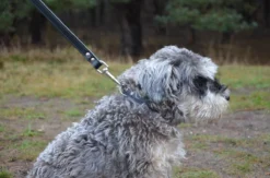 Hondenriem Leer - 2 Meter - Zwart - Hoge Kwaliteit Leer - Lederen Hondenriem - Ambachtelijk Gemaakt In Portugal -Dog Supplies 1200x794 4