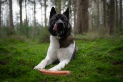 The Original Himalayan Yak Kauwbot Medium Puur Fit -Dog Supplies 1200x799 22