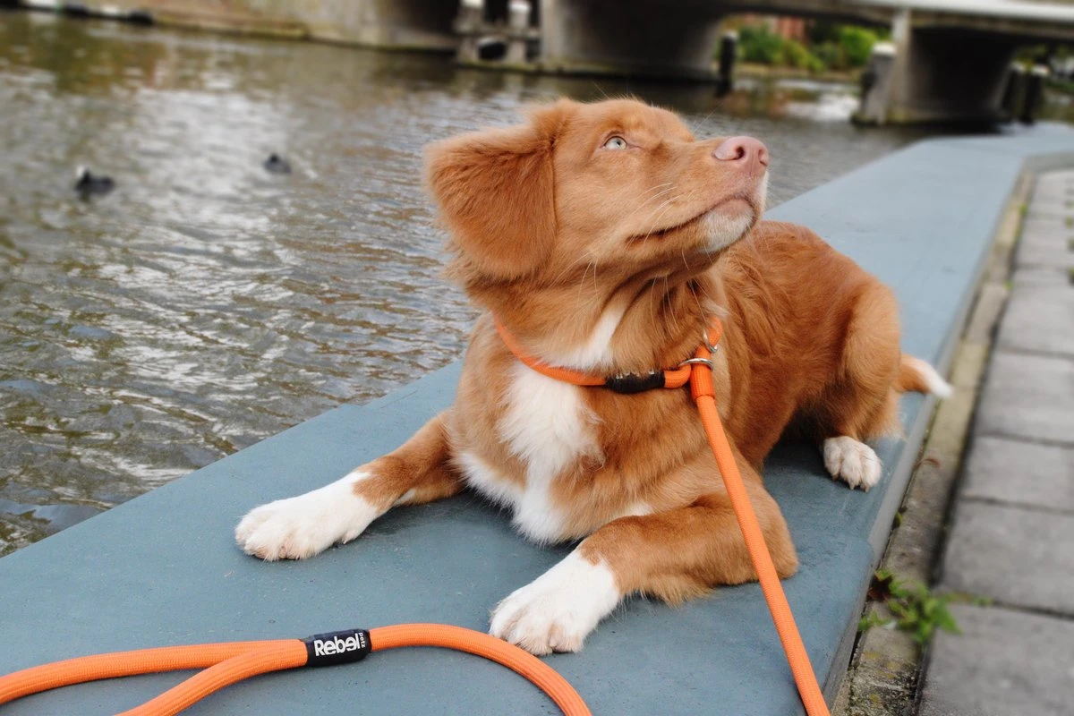 Rebel Petz - Honden Trainingslijn Met Halsband - Taupe, Zwart, Groen & Oranje - Maat Small Of Large - Kleur: Oranje, Maat: Large 16 Rebel Petz - Honden Trainingslijn Met Halsband - Taupe, Zwart, Groen & Oranje - Maat Small Of Large - Kleur: Oranje, Maat: Large - Afbeelding 16