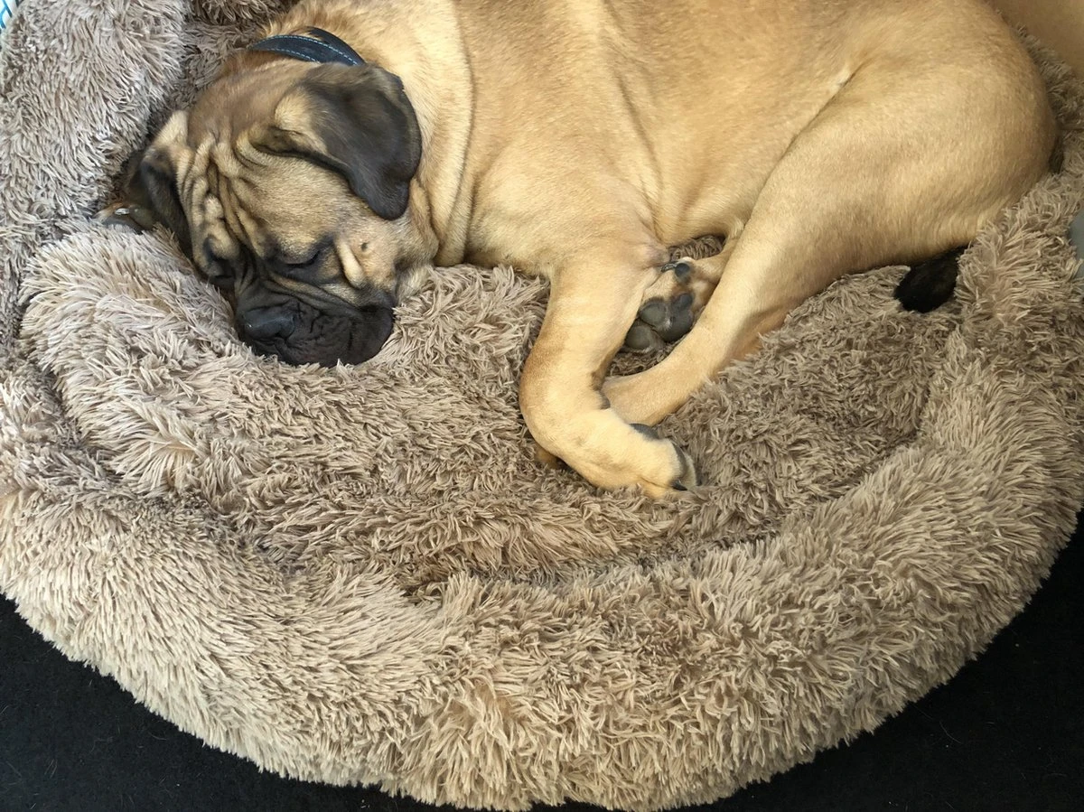 HONDEN RELAX Kussen - Superzacht Fluffy Ronde Mand 100 Cm - Taupe/Zandkleur 5 HONDEN RELAX Kussen - Superzacht Fluffy Ronde Mand 100 Cm - Taupe/Zandkleur - Afbeelding 5