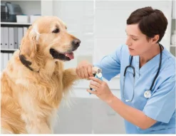 Woodoro Nagelknipper Nagelvijl Nagelschaar Voor Hond En Kat - Incl. Veiligheidsstop -Dog Supplies 1200x928 1