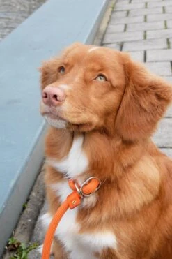 Rebel Petz - Honden Trainingslijn Met Halsband - Taupe, Zwart, Groen & Oranje - Maat Small Of Large - Kleur: Oranje, Maat: Large 32 Rebel Petz - Honden Trainingslijn Met Halsband - Taupe, Zwart, Groen & Oranje - Maat Small Of Large - Kleur: Oranje, Maat: Large -Dog Supplies 800x1200 19