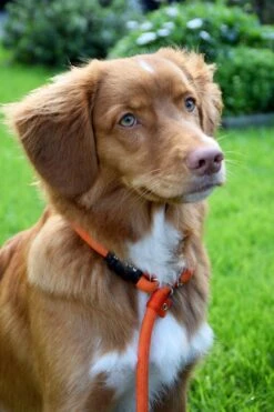 Rebel Petz - Honden Trainingslijn Met Halsband - Taupe, Zwart, Groen & Oranje - Maat Small Of Large - Kleur: Oranje, Maat: Large 36 Rebel Petz - Honden Trainingslijn Met Halsband - Taupe, Zwart, Groen & Oranje - Maat Small Of Large - Kleur: Oranje, Maat: Large -Dog Supplies 800x1200 21