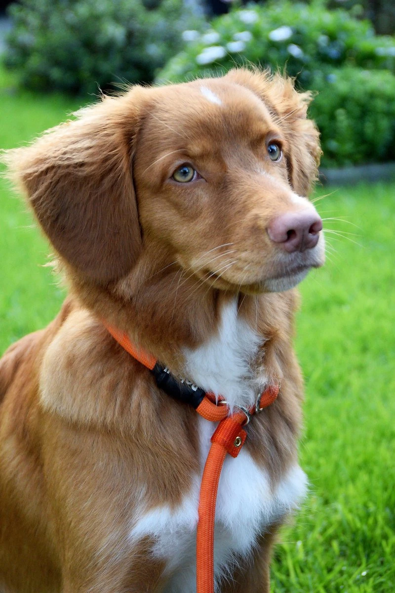 Rebel Petz - Honden Trainingslijn Met Halsband - Taupe, Zwart, Groen & Oranje - Maat Small Of Large - Kleur: Oranje, Maat: Large 17 Rebel Petz - Honden Trainingslijn Met Halsband - Taupe, Zwart, Groen & Oranje - Maat Small Of Large - Kleur: Oranje, Maat: Large - Afbeelding 17