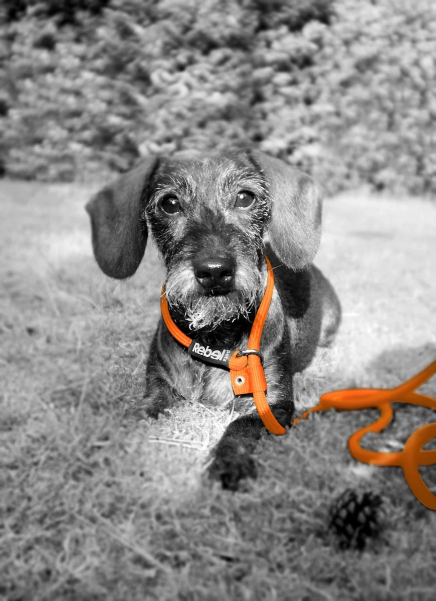 Rebel Petz - Honden Trainingslijn Met Halsband - Taupe, Zwart, Groen & Oranje - Maat Small Of Large - Kleur: Oranje, Maat: Large 14 Rebel Petz - Honden Trainingslijn Met Halsband - Taupe, Zwart, Groen & Oranje - Maat Small Of Large - Kleur: Oranje, Maat: Large - Afbeelding 14