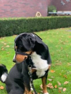 Gentle Leader Hoofdhalster Medium Zwart Beaphar -Dog Supplies 900x1200 23