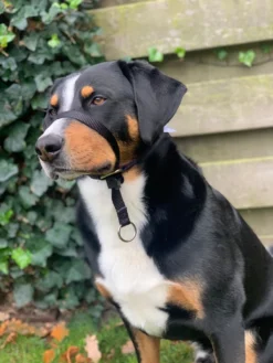 Gentle Leader Hoofdhalster Medium Zwart Beaphar -Dog Supplies 900x1200 24