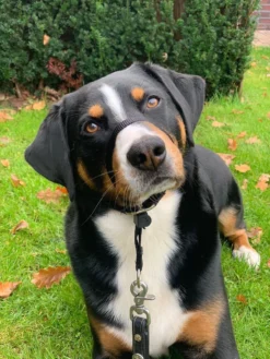 Gentle Leader Hoofdhalster Medium Zwart Beaphar -Dog Supplies 900x1200 25