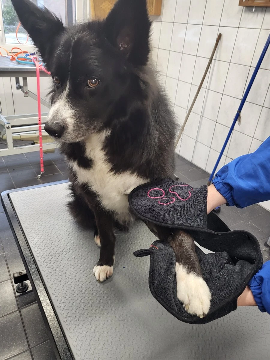 N4dogs – Hondenhanddoek – Honden Handdoek – Microvezel Handdoek – Handdoek Hond – Droogdoek Hond – Dierendeken – Sterk Absorberend – Handdoek Met Zakken - Zwart - 66 X 23 Cm 4 N4dogs – Hondenhanddoek – Honden Handdoek – Microvezel Handdoek – Handdoek Hond – Droogdoek Hond – Dierendeken – Sterk Absorberend – Handdoek Met Zakken - Zwart - 66 X 23 Cm - Afbeelding 4