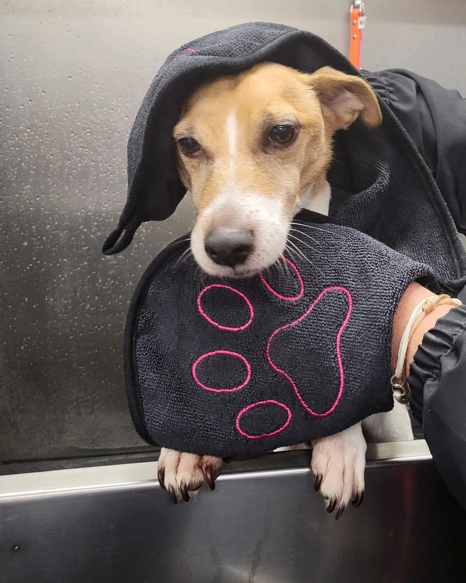 N4dogs – Hondenhanddoek – Honden Handdoek – Microvezel Handdoek – Handdoek Hond – Droogdoek Hond – Dierendeken – Sterk Absorberend – Handdoek Met Zakken - Zwart - 66 X 23 Cm 1 N4dogs – Hondenhanddoek – Honden Handdoek – Microvezel Handdoek – Handdoek Hond – Droogdoek Hond – Dierendeken – Sterk Absorberend – Handdoek Met Zakken - Zwart - 66 X 23 Cm