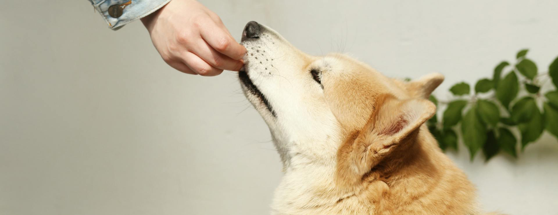 Dog Supplies 3 Dog Supplies -Dog Supplies pexels maksgelatin 4422098