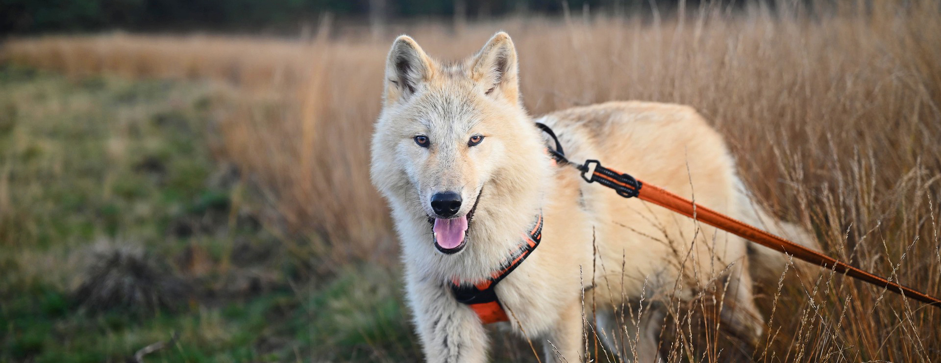 Dog Supplies 1 Dog Supplies -Dog Supplies wolfdog 5774194 1920 1